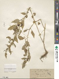 Solanum gracile image
