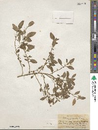 Solanum gracile image