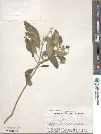 Solanum erianthum image