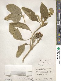 Solanum erianthum image