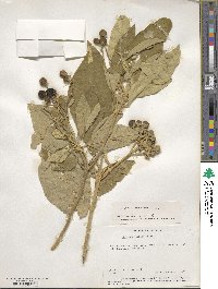 Solanum erianthum image