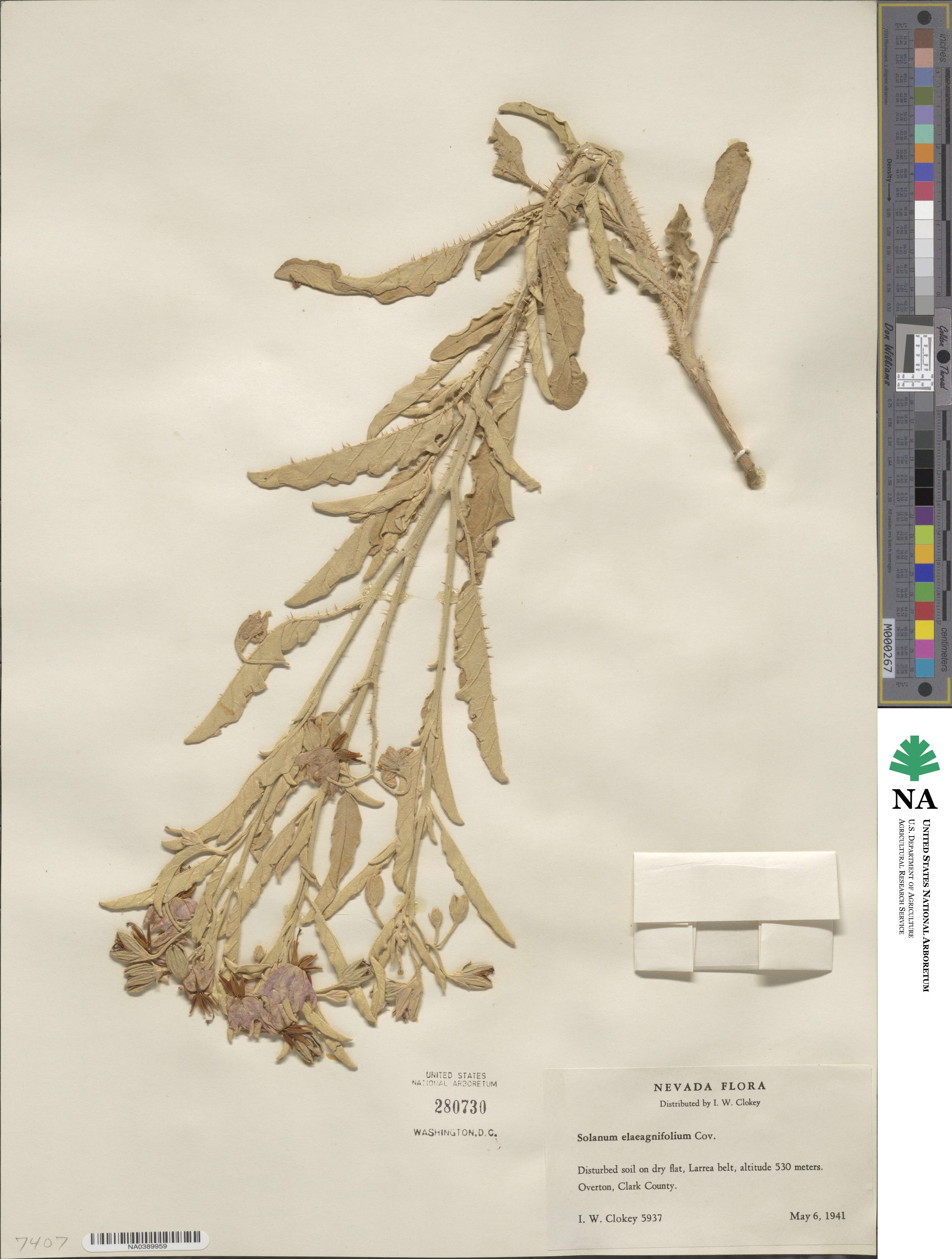 Solanum elaeagnifolium image