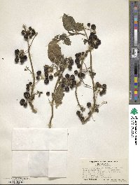 Solanum nigrum image