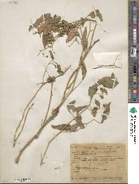 Solanum nigrum image