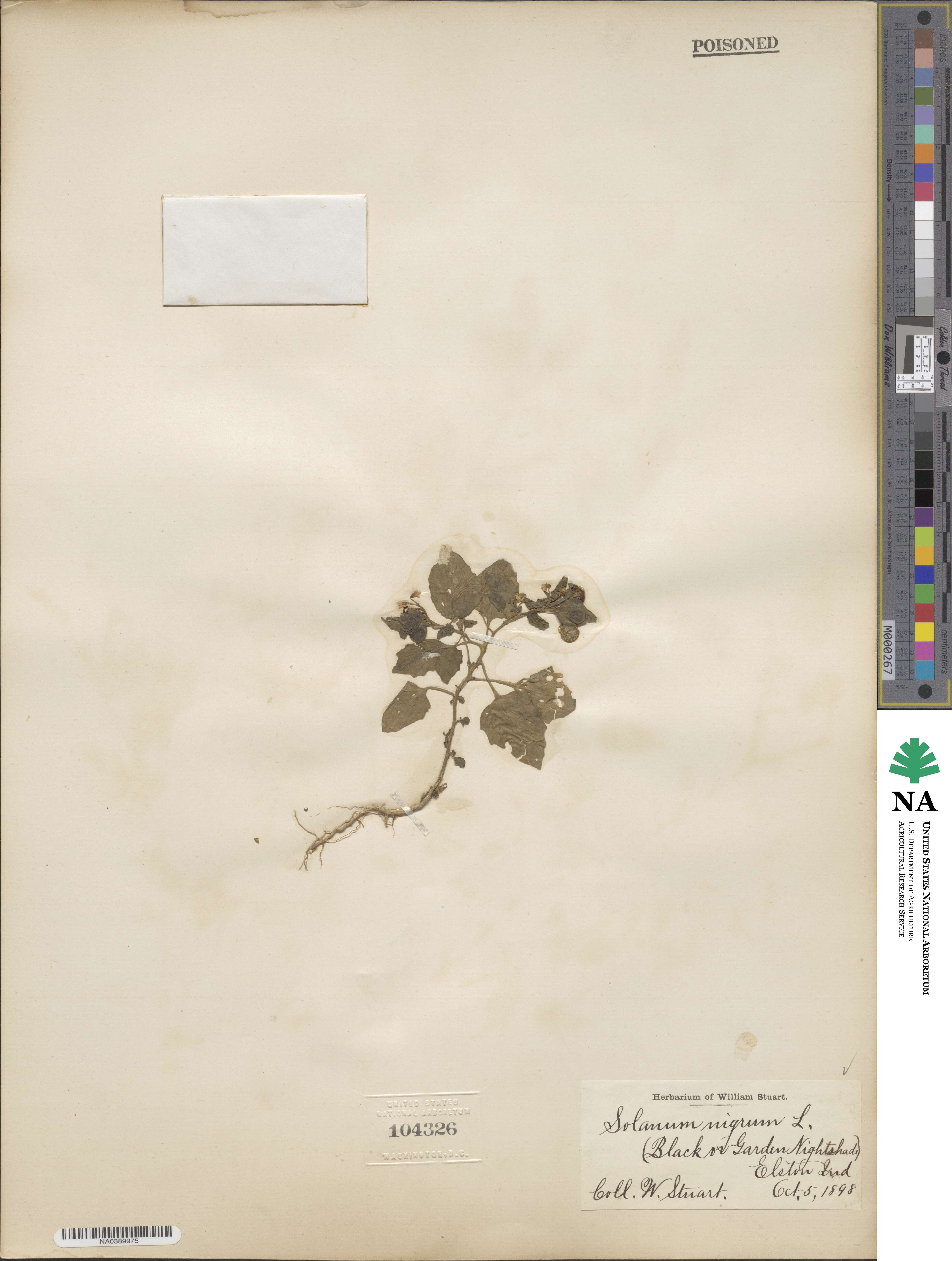 Solanum nigrum image
