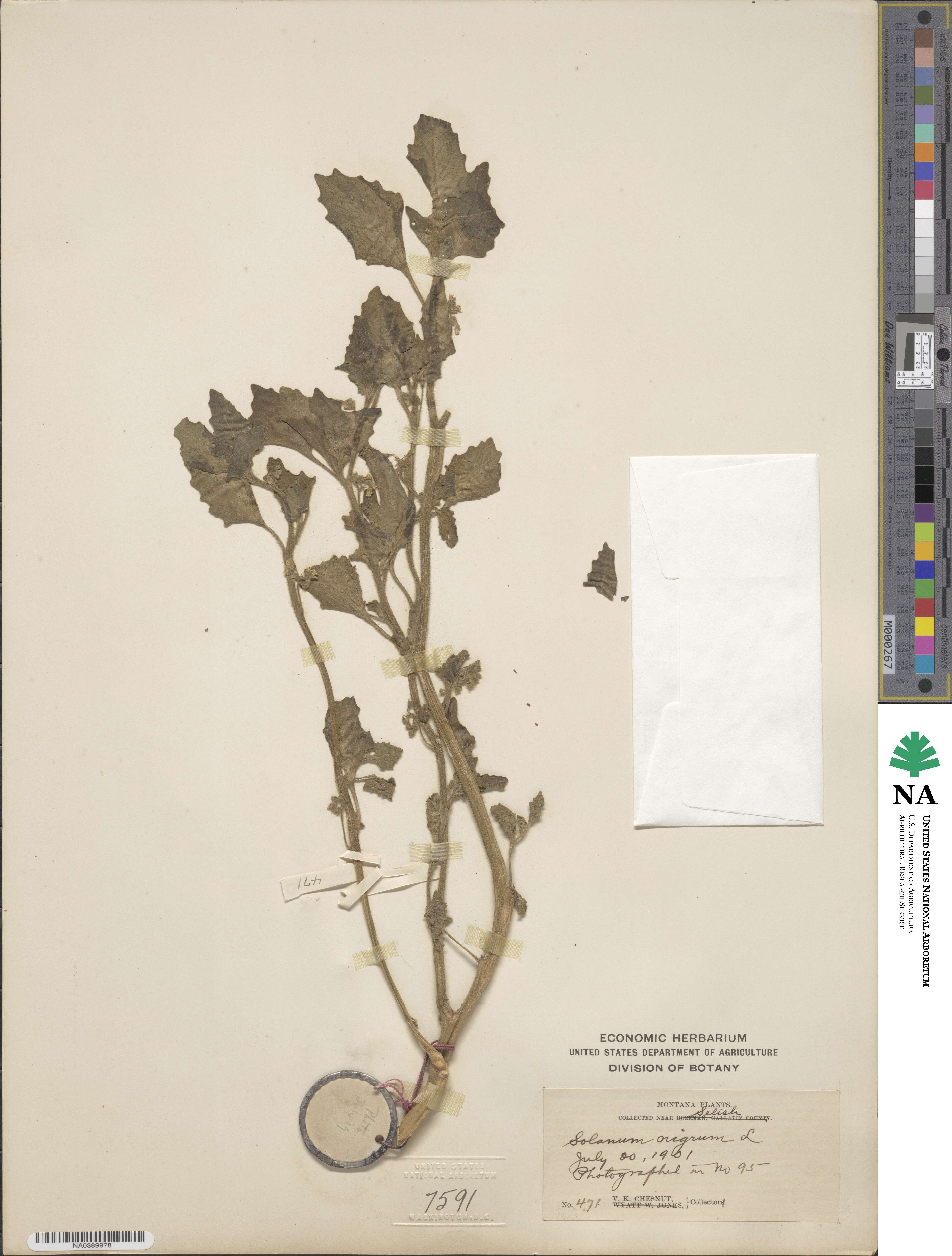 Solanum nigrum image