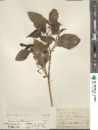 Solanum nigrum image