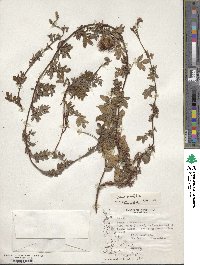 Acaena ovalifolia image