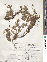 Acaena ovalifolia image
