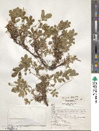 Acaena ovalifolia image