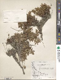 Acaena ovalifolia image