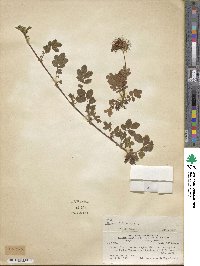 Acaena ovalifolia image