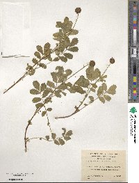 Acaena ovalifolia image