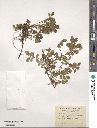 Acaena ovalifolia image