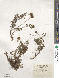 Acaena ovalifolia image