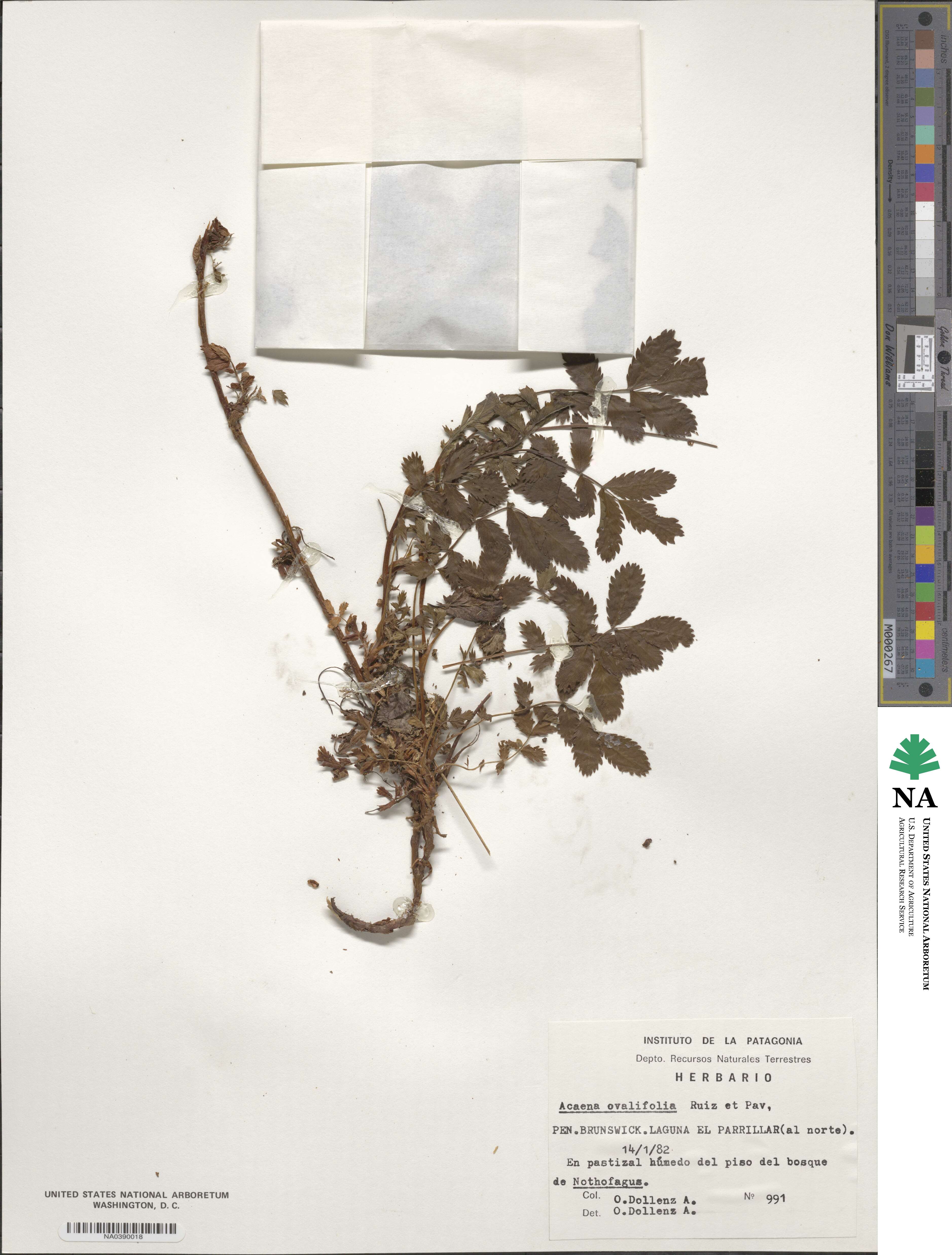 Acaena image