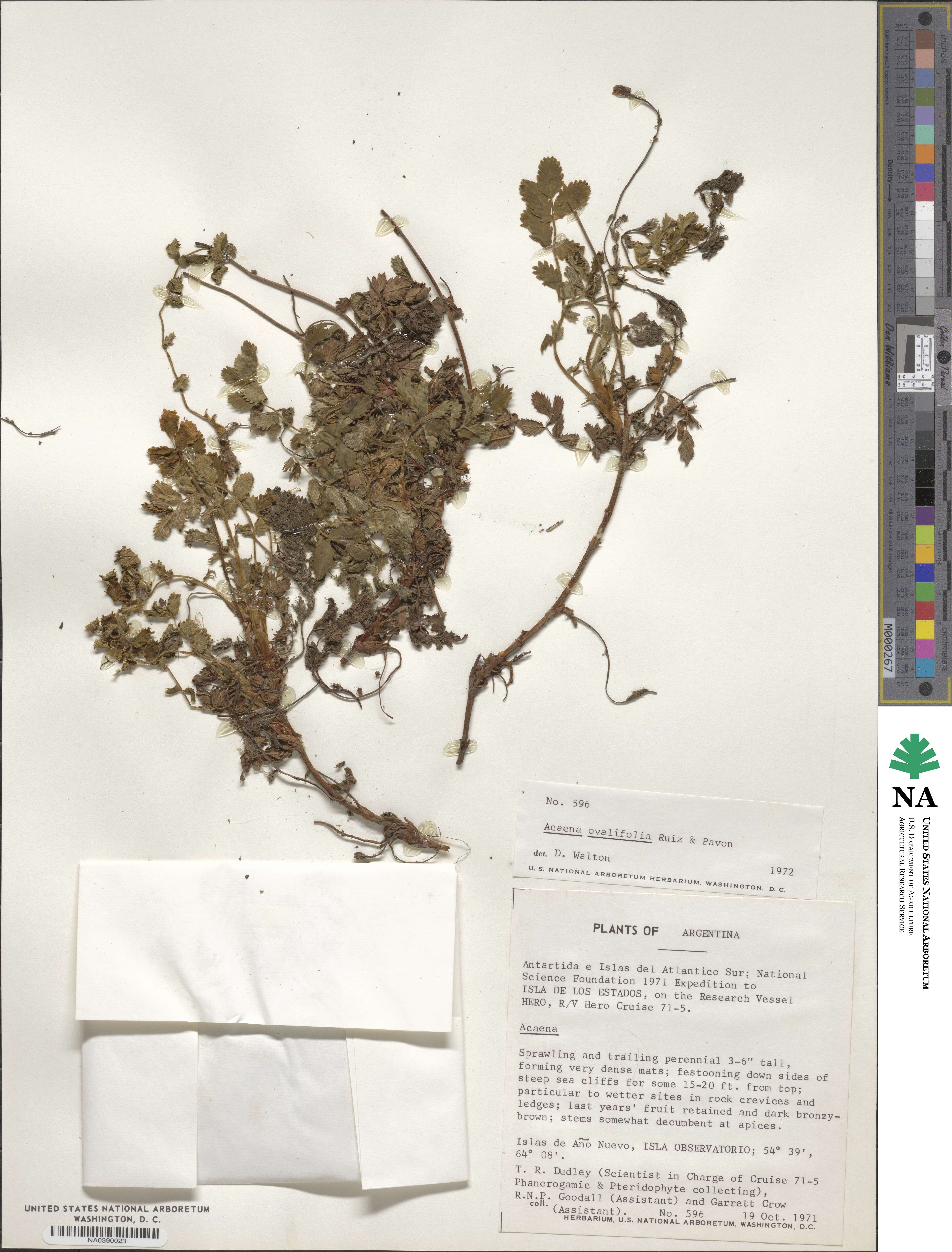 Acaena ovalifolia image