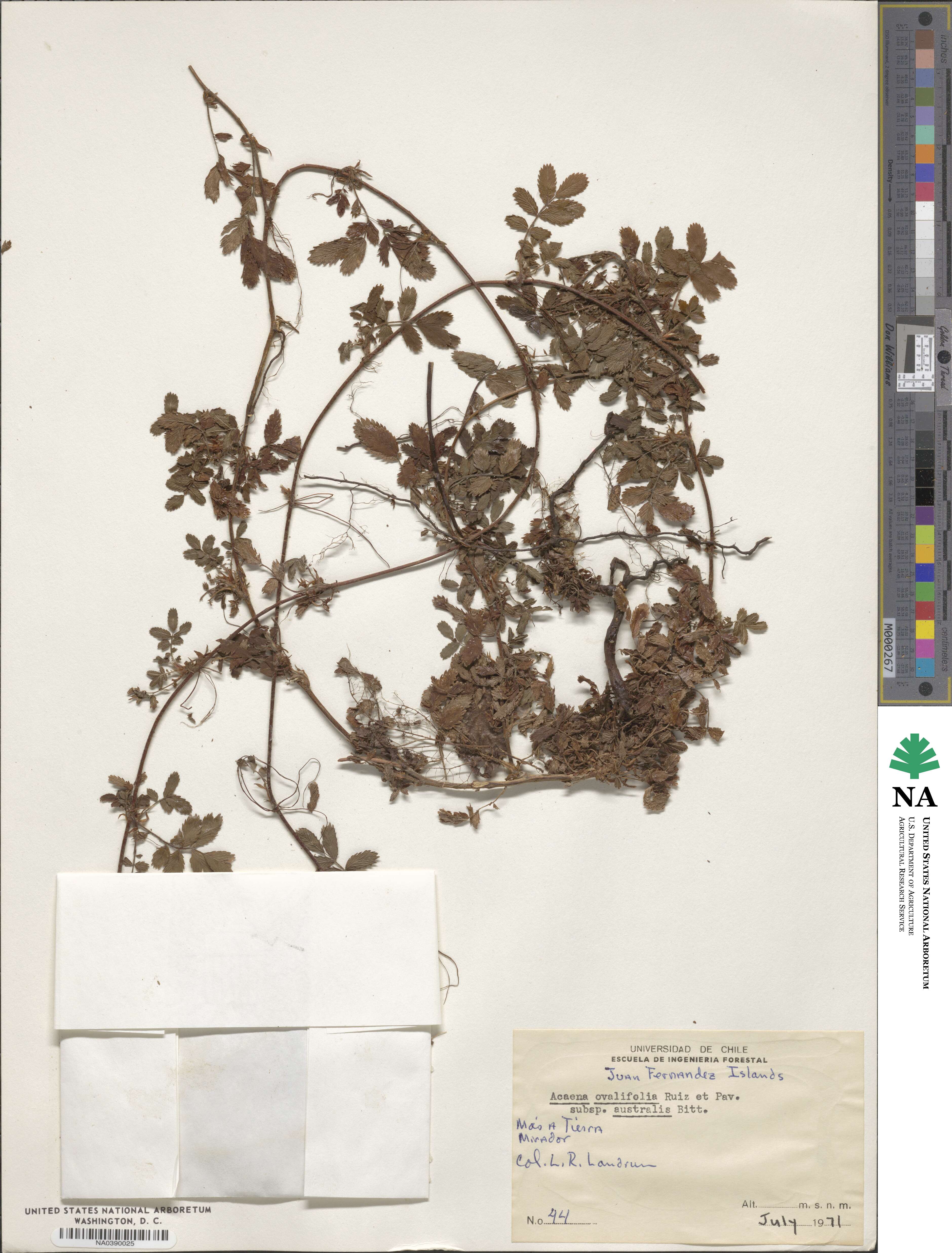 Acaena ovalifolia image