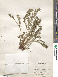 Acaena pinnatifida image