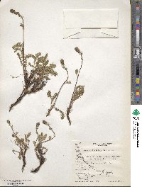Acaena pinnatifida image