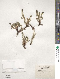 Acaena pinnatifida image