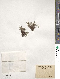 Acaena pinnatifida image