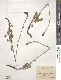 Acaena pinnatifida image