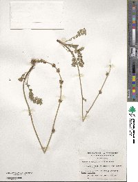 Acaena pinnatifida image