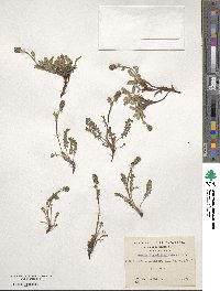 Acaena pinnatifida image