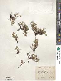 Acaena pinnatifida image