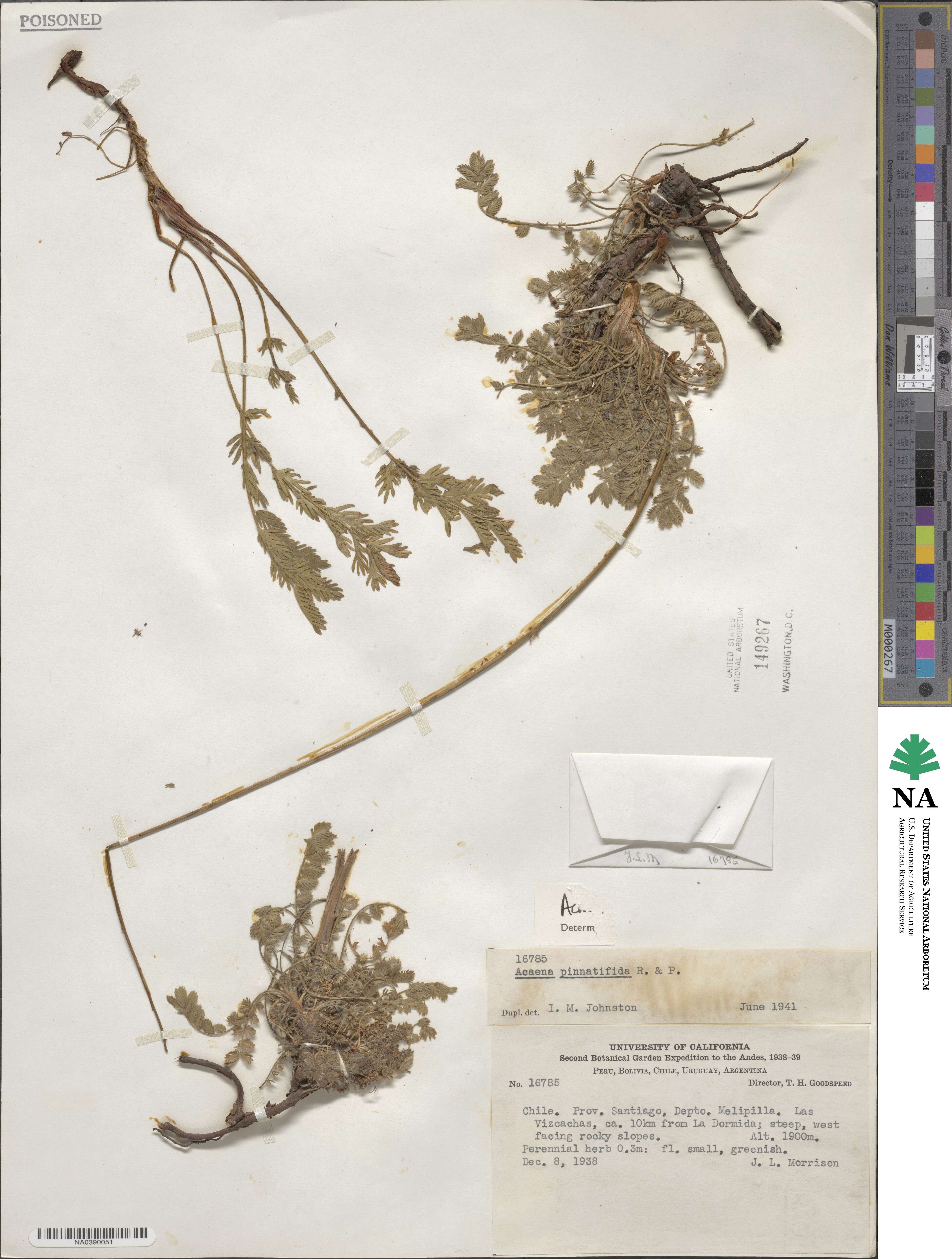 Acaena pinnatifida image