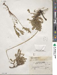 Acaena pinnatifida image
