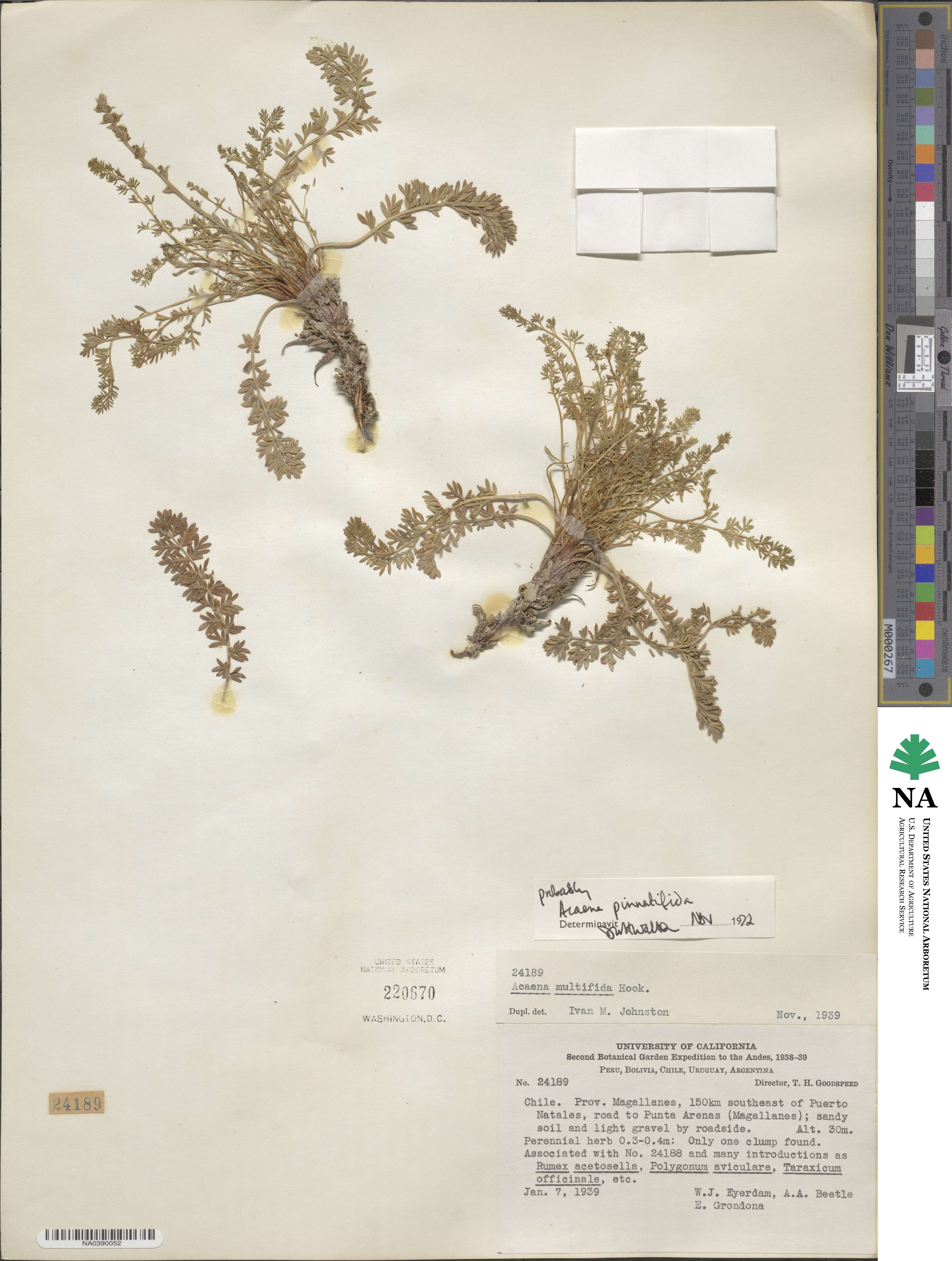 Acaena pinnatifida image