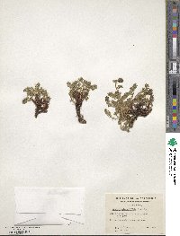 Acaena pinnatifida image
