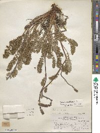 Acaena pinnatifida image