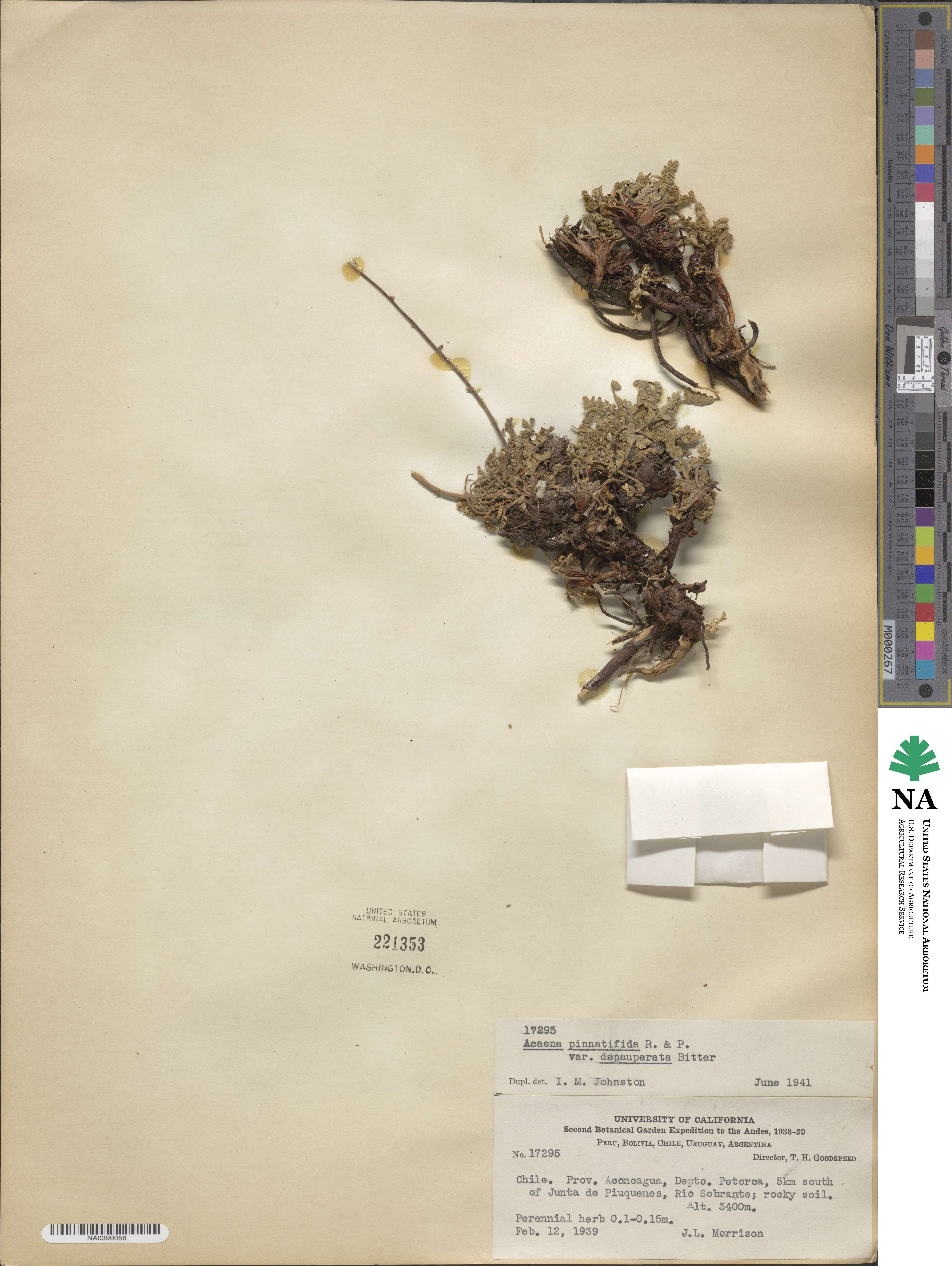 Acaena pinnatifida image