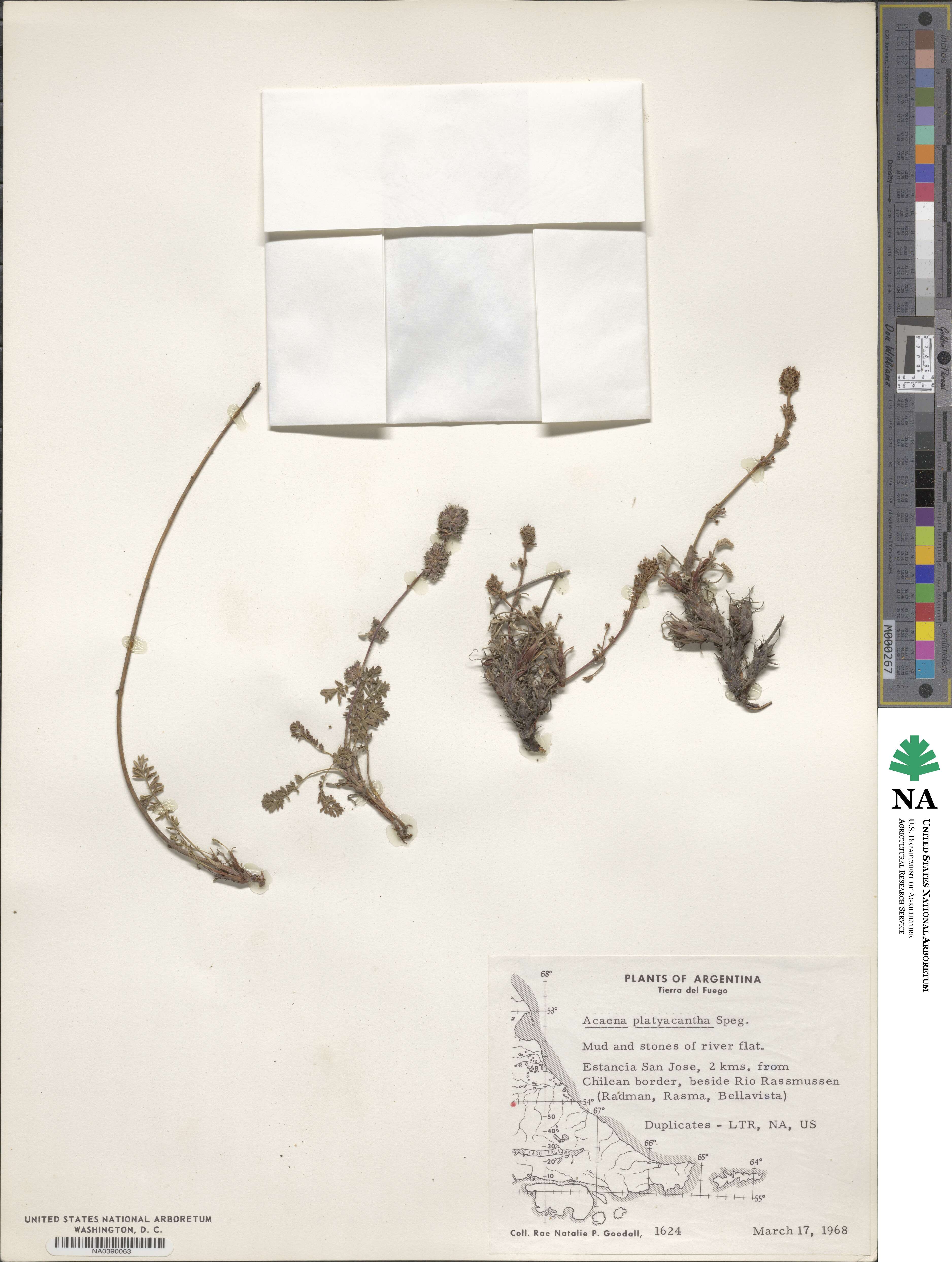 Acaena platyacantha image