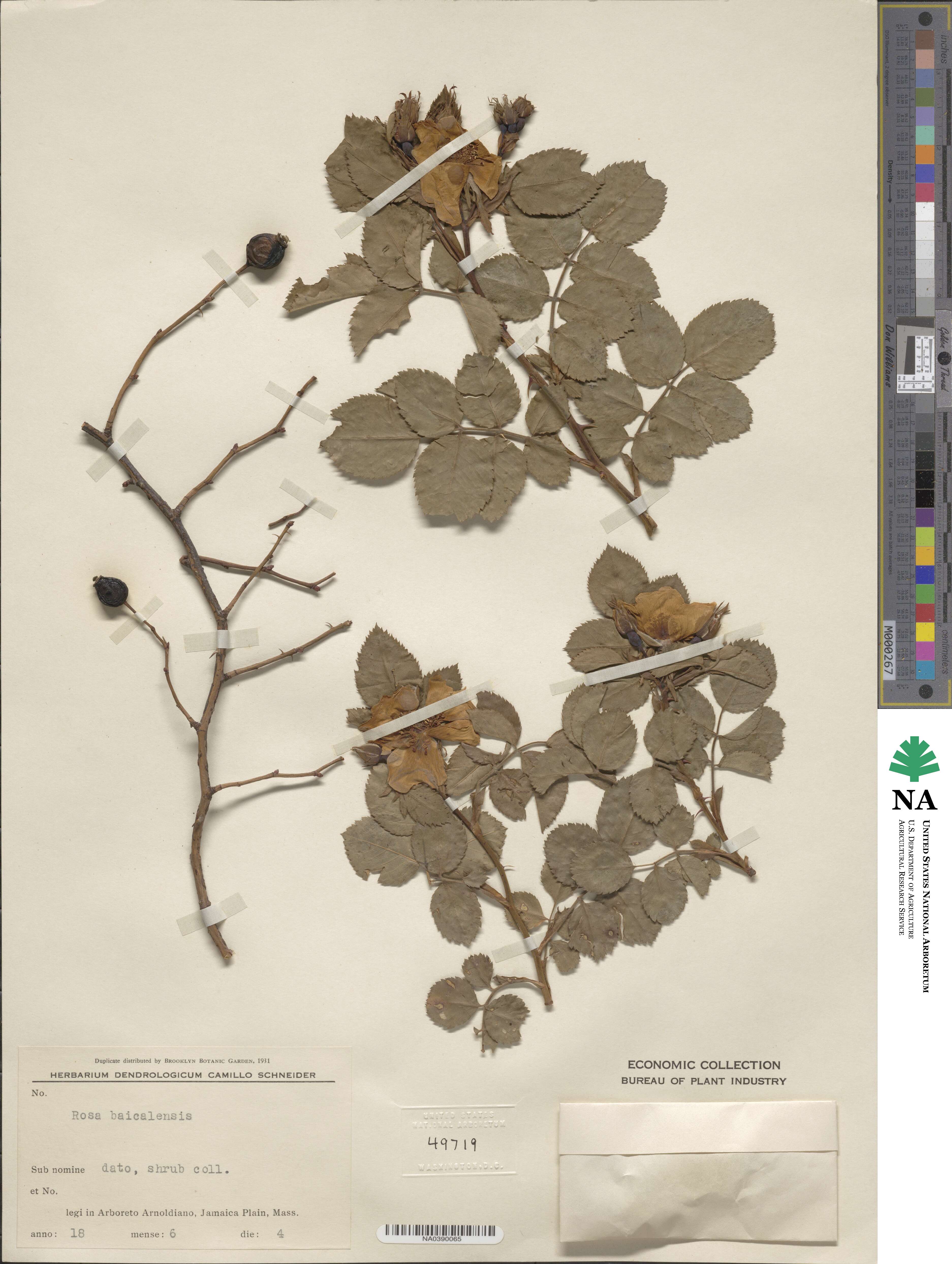 Rosa acicularis subsp. acicularis image