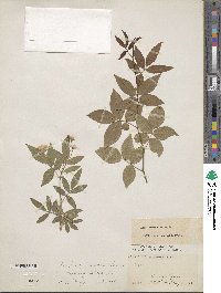 Rosa banksiae image