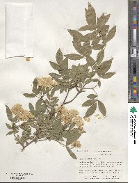 Rosa banksiae image