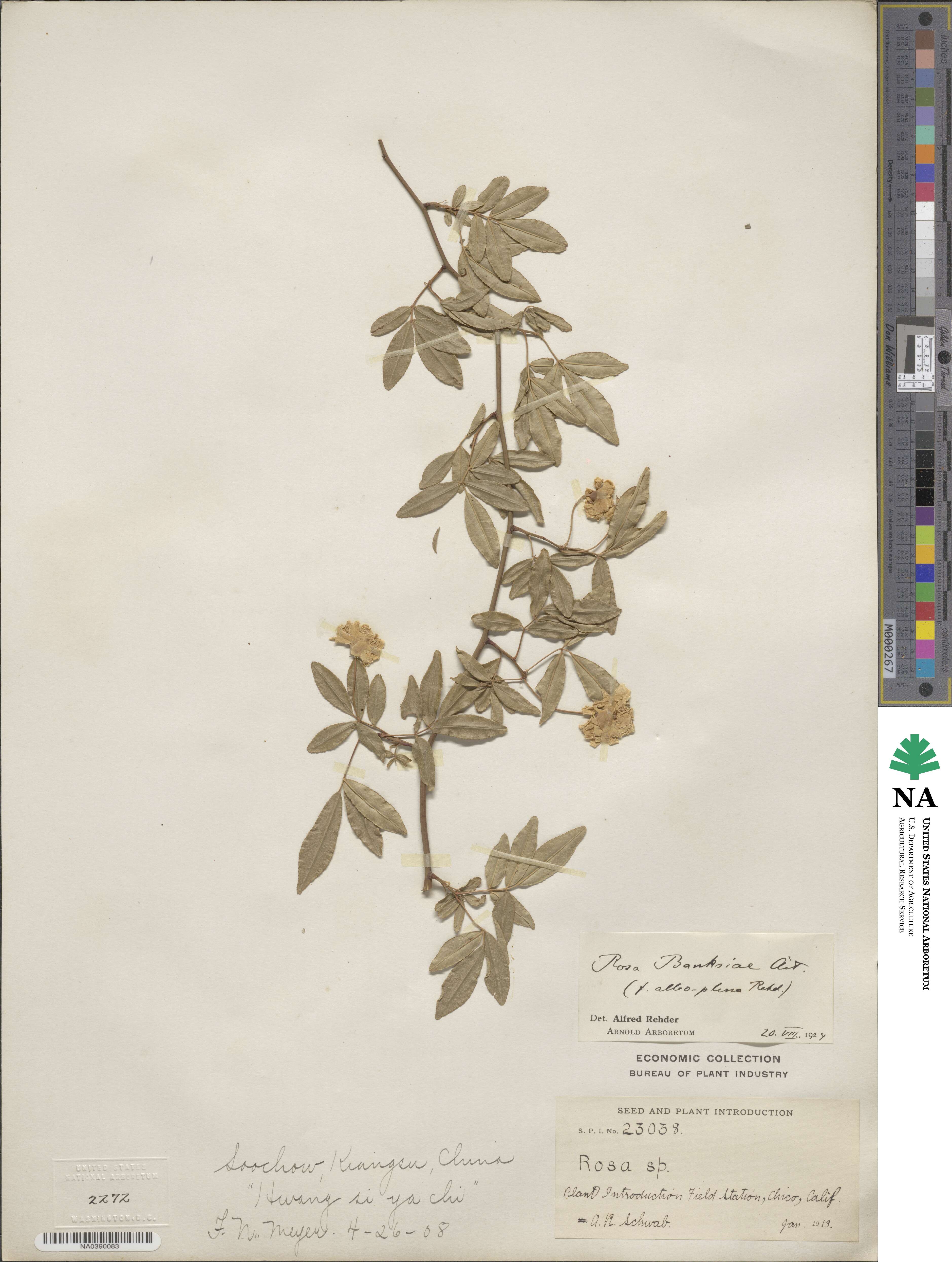 Rosa banksiae image