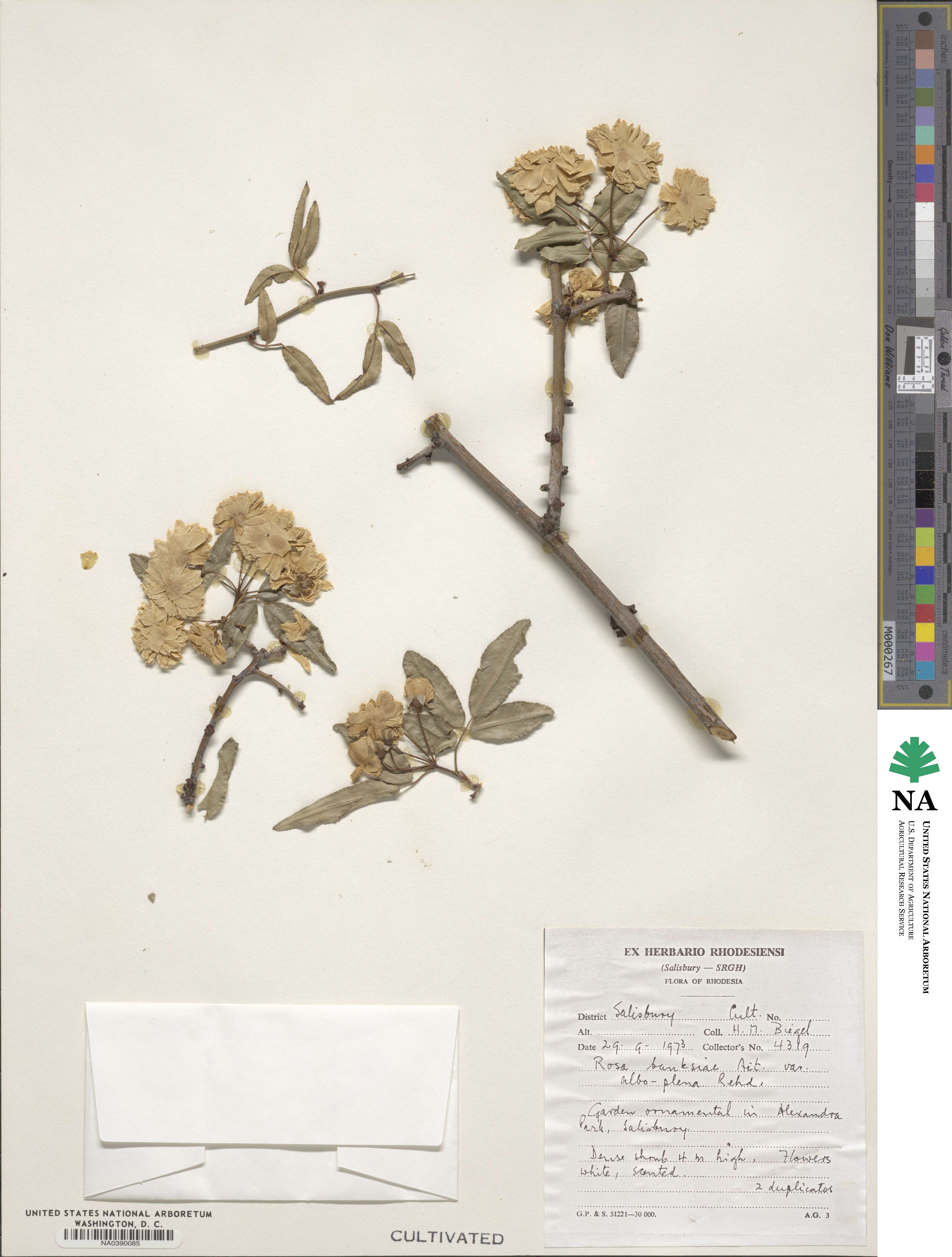 Rosa banksiae image