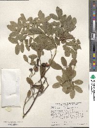 Image of Rosa beggeriana