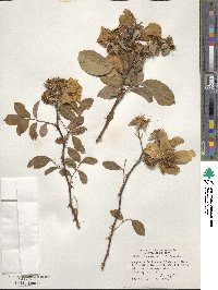 Rosa bracteata image