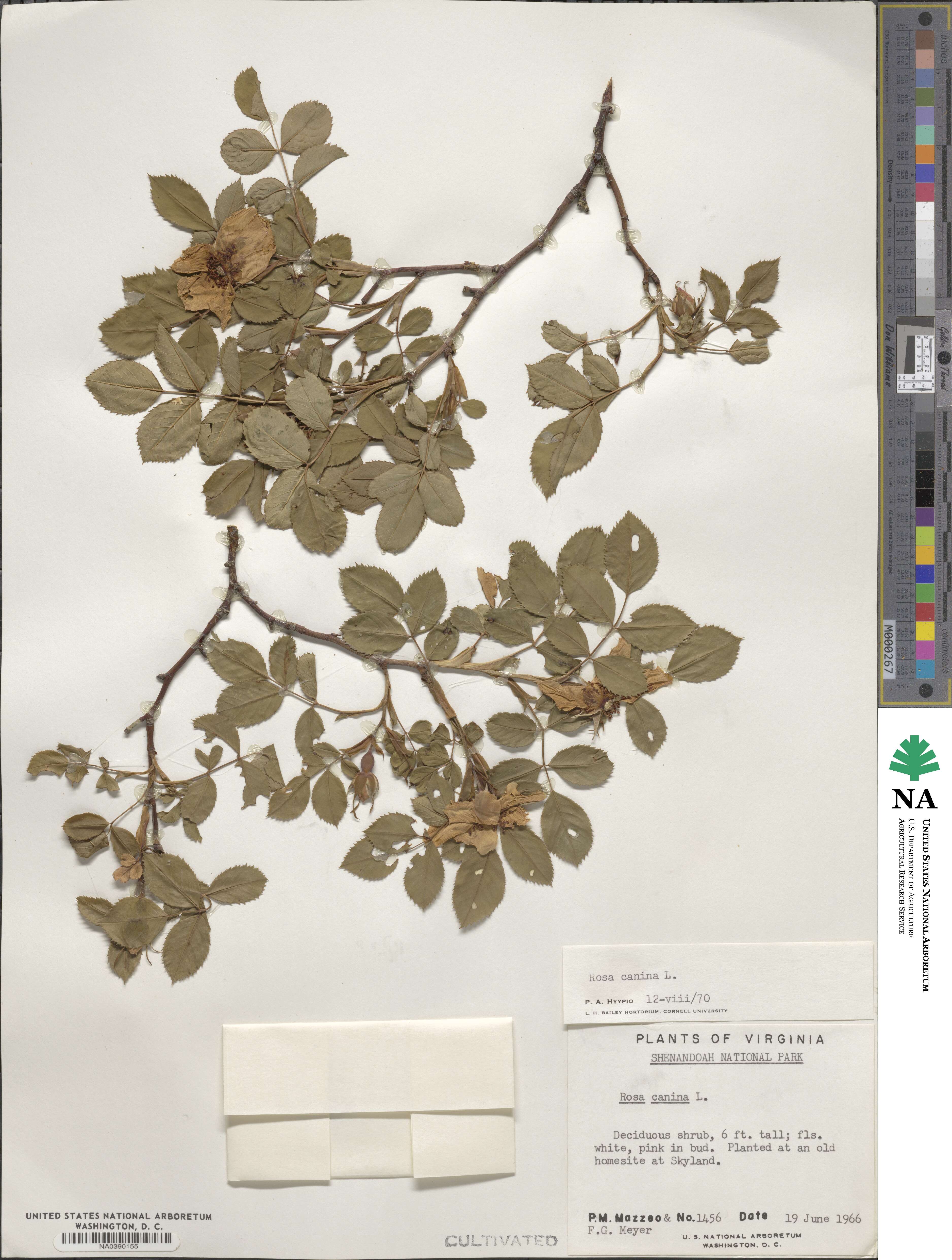 Rosa canina image
