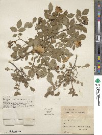 Rosa canina image