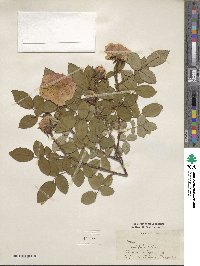 Rosa × centifolia image