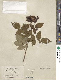 Rosa × centifolia image