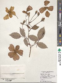 Rosa chinensis image