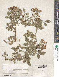 Rosa chinensis image